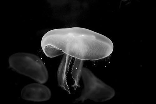 Archillect ID 116298