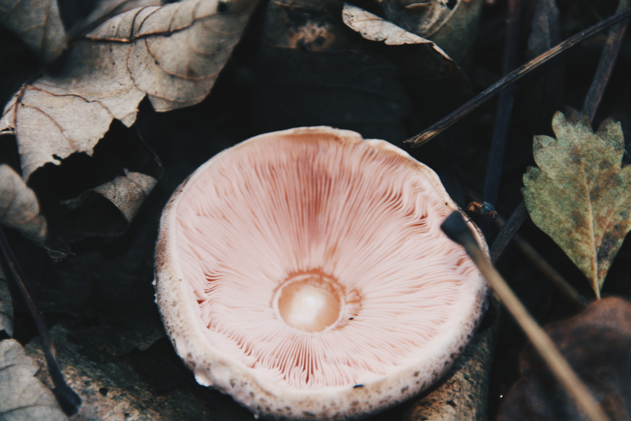 Archillect ID 116424