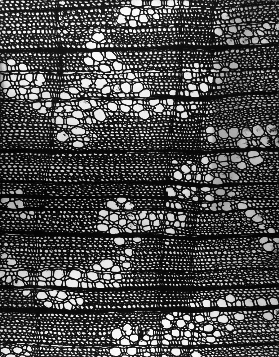 Archillect ID 131808