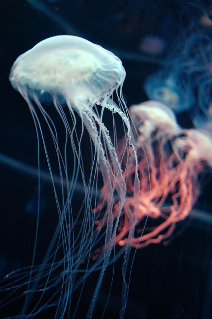 Archillect ID 135075