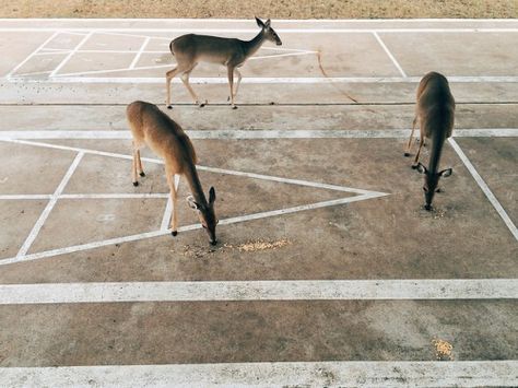 Archillect ID 135780
