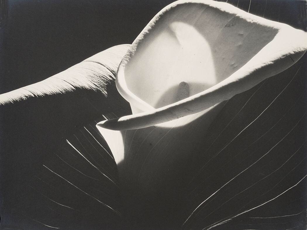 Archillect ID 137337