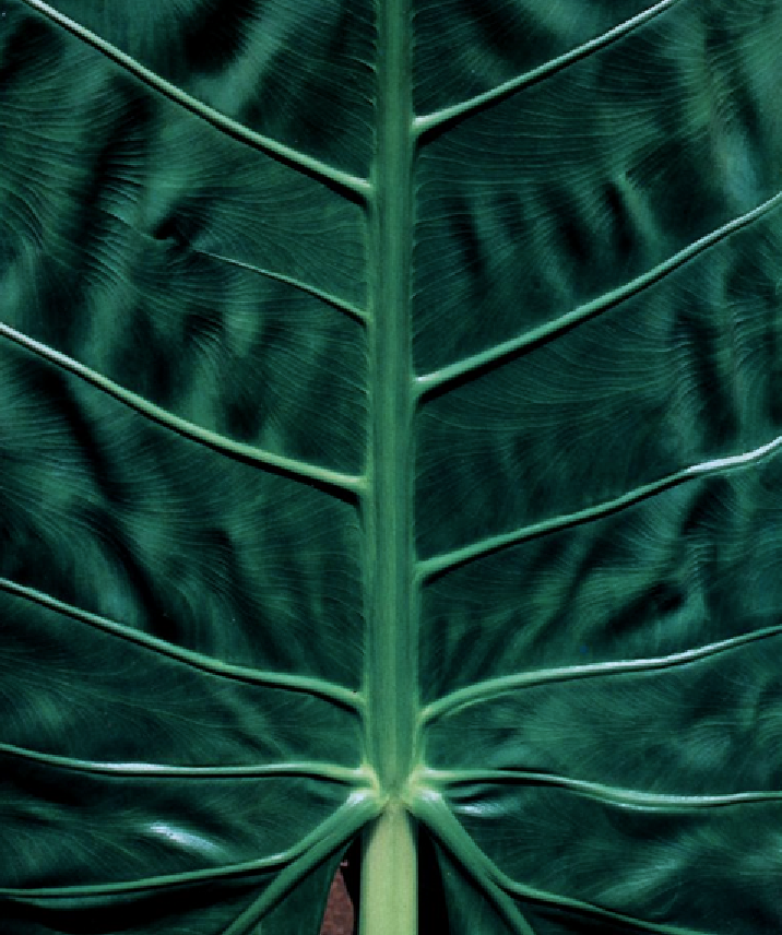Archillect ID 139111