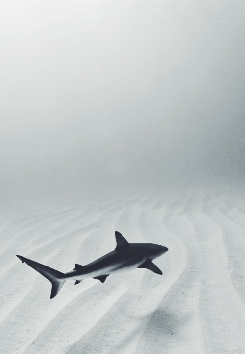 Archillect ID 142303