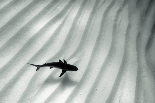 Archillect ID 142504
