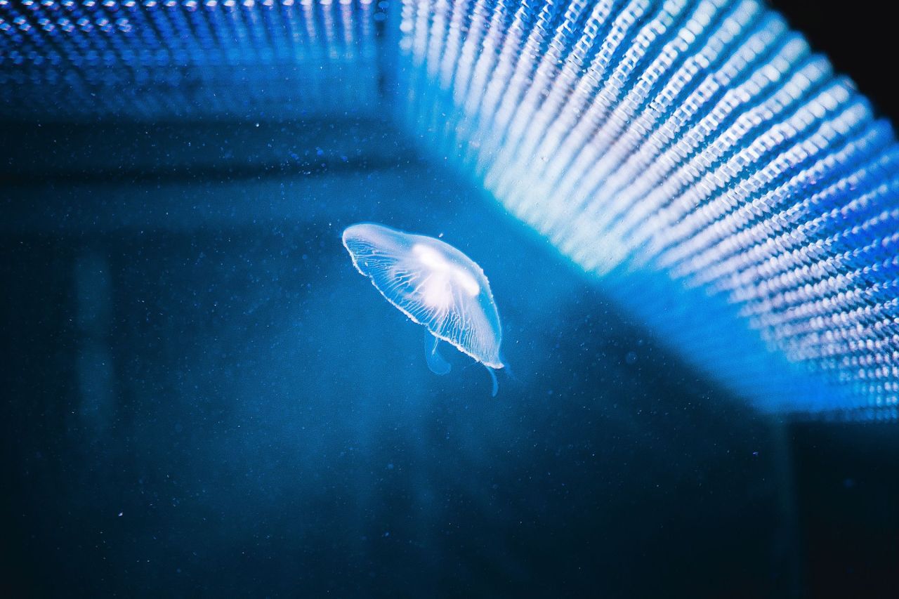 Archillect ID 142536