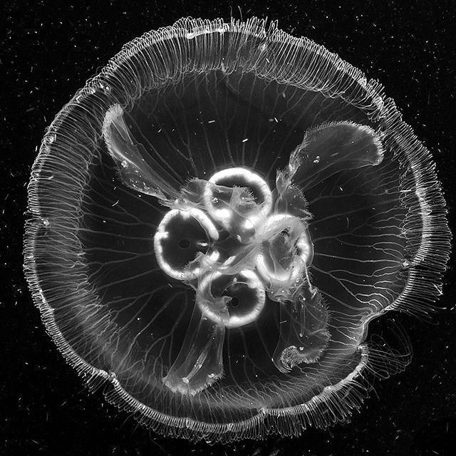 Archillect ID 142586