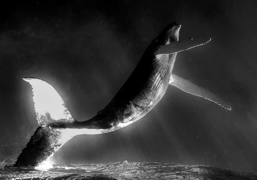 Archillect ID 149637