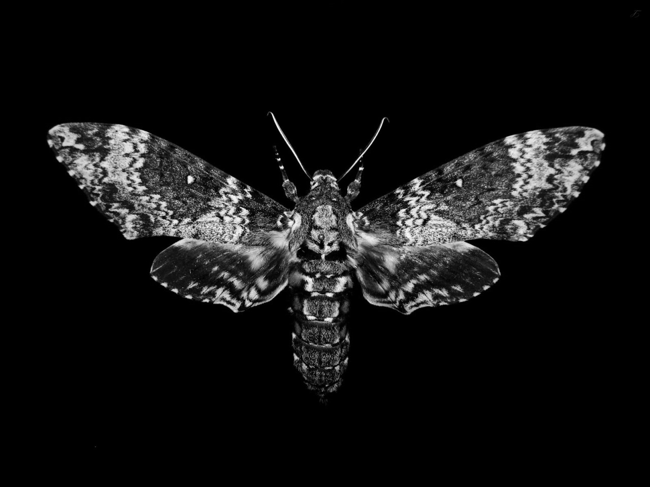Archillect ID 152010