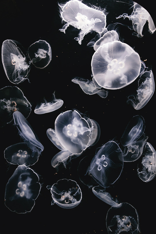 Archillect ID 153073