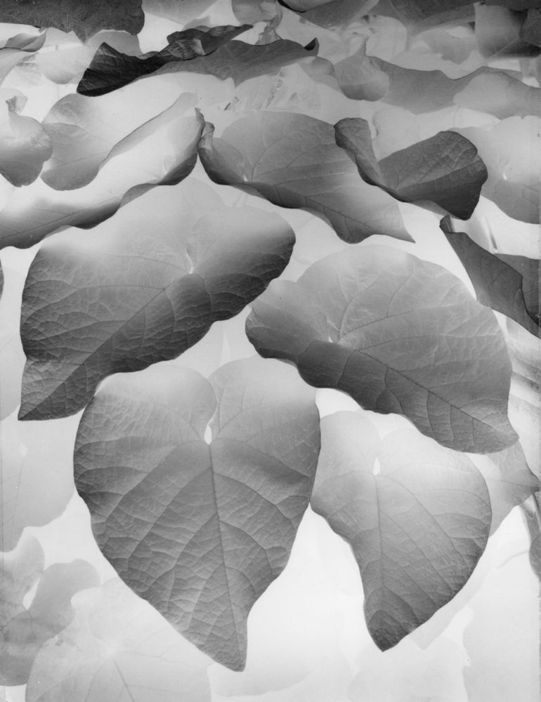 Archillect ID 153531
