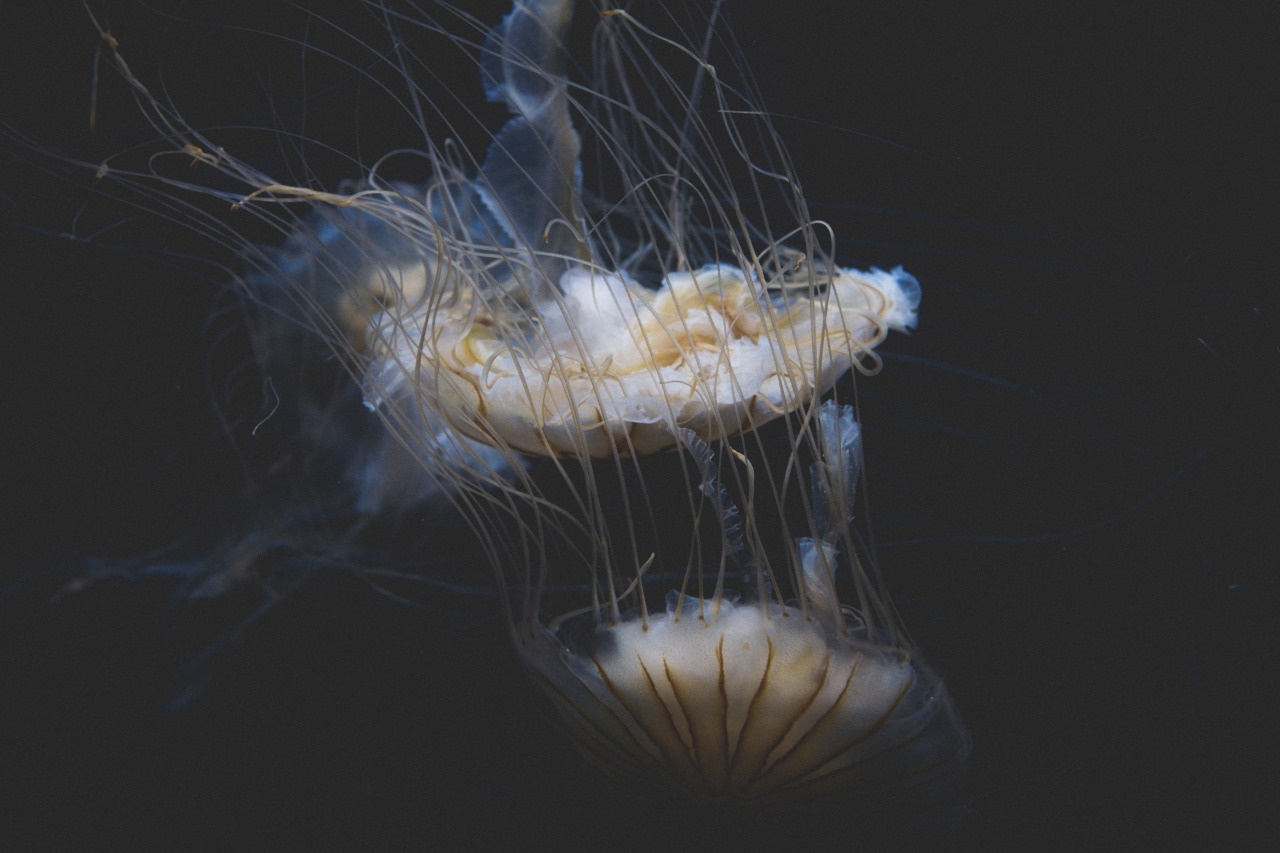 Archillect ID 169651