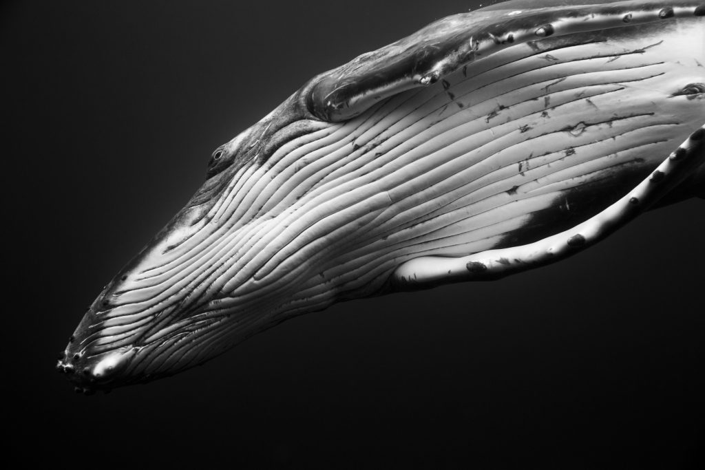 Archillect ID 171083