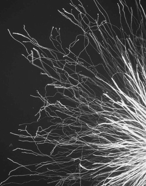 Archillect ID 172312