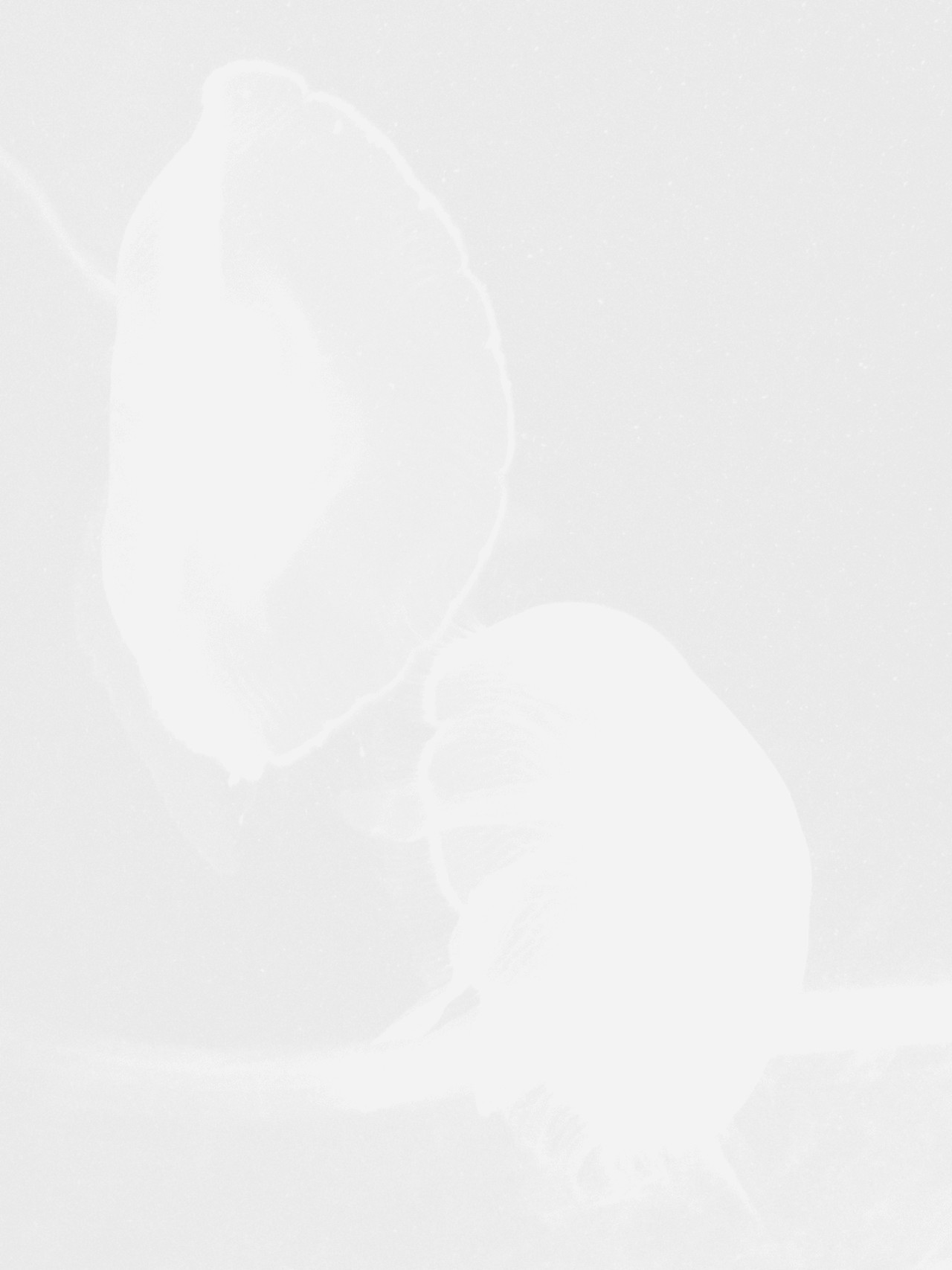 Archillect ID 176023