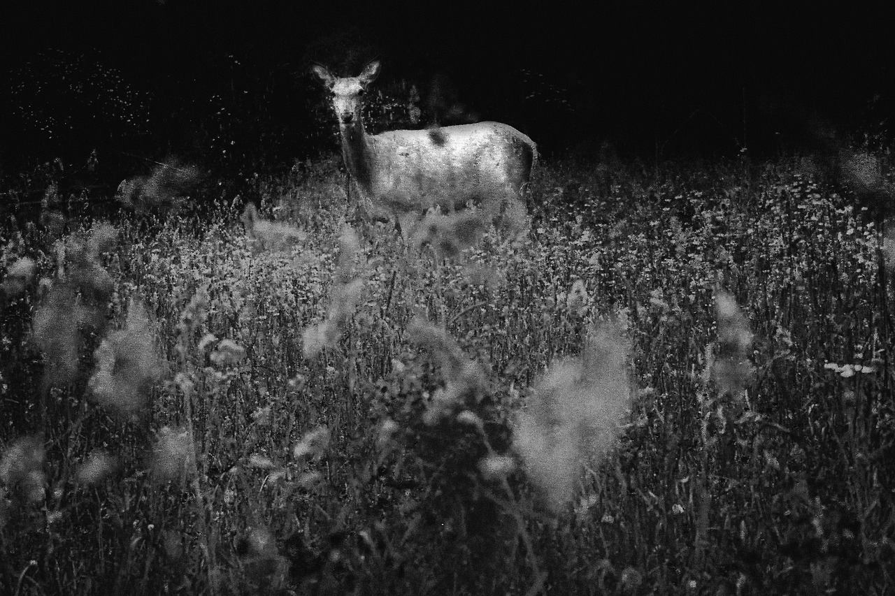 Archillect ID 185898
