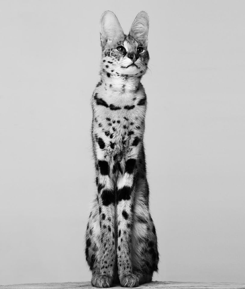Archillect ID 197709