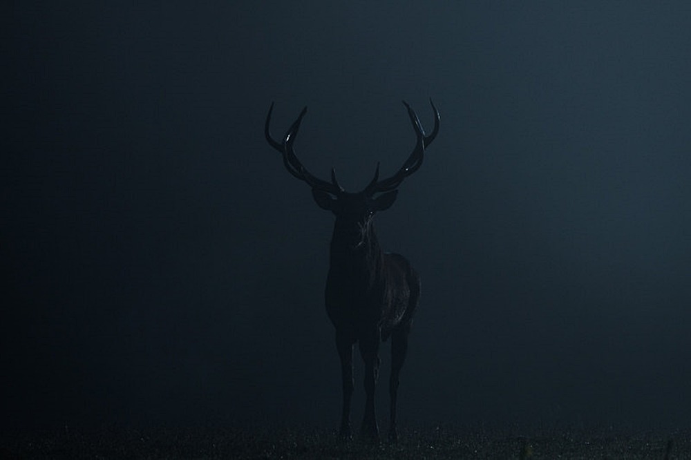 Archillect ID 201832