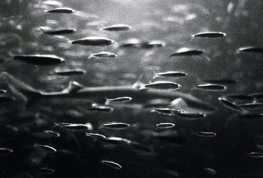 Archillect ID 208561