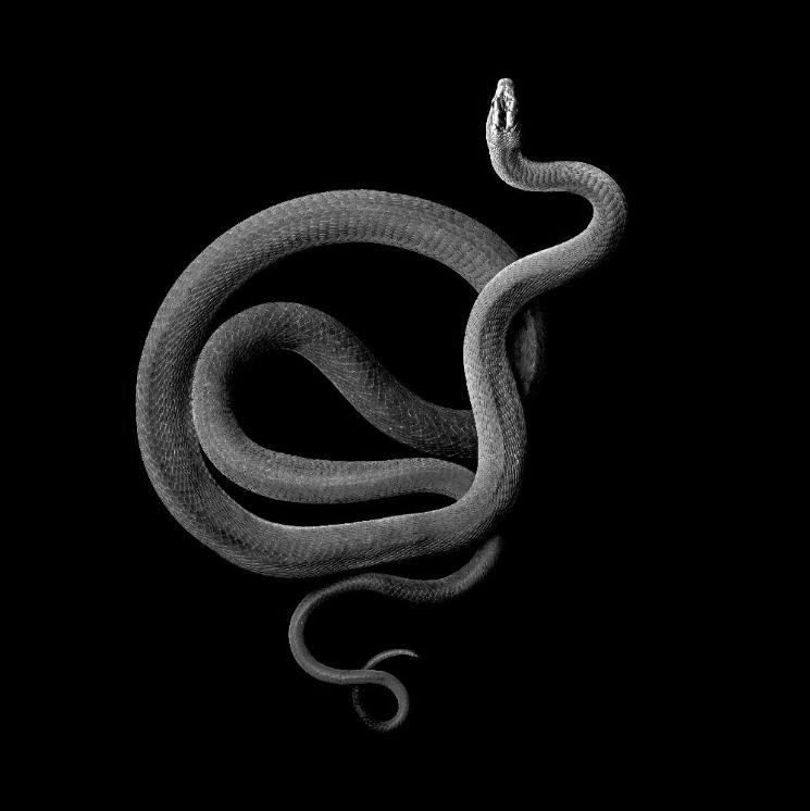Archillect ID 215741
