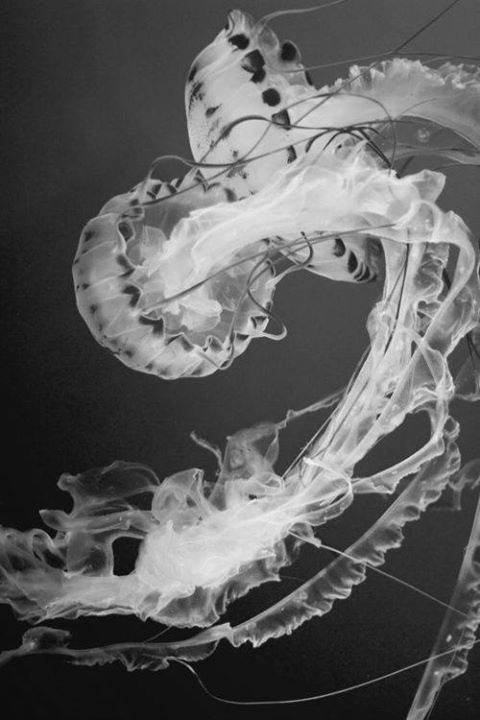 Archillect ID 216515