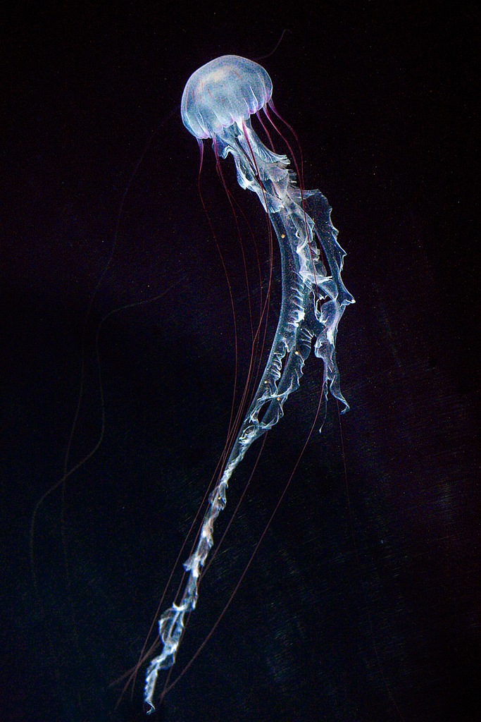 Archillect ID 218569
