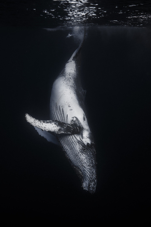 Archillect ID 223244