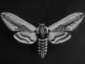Archillect ID 225155