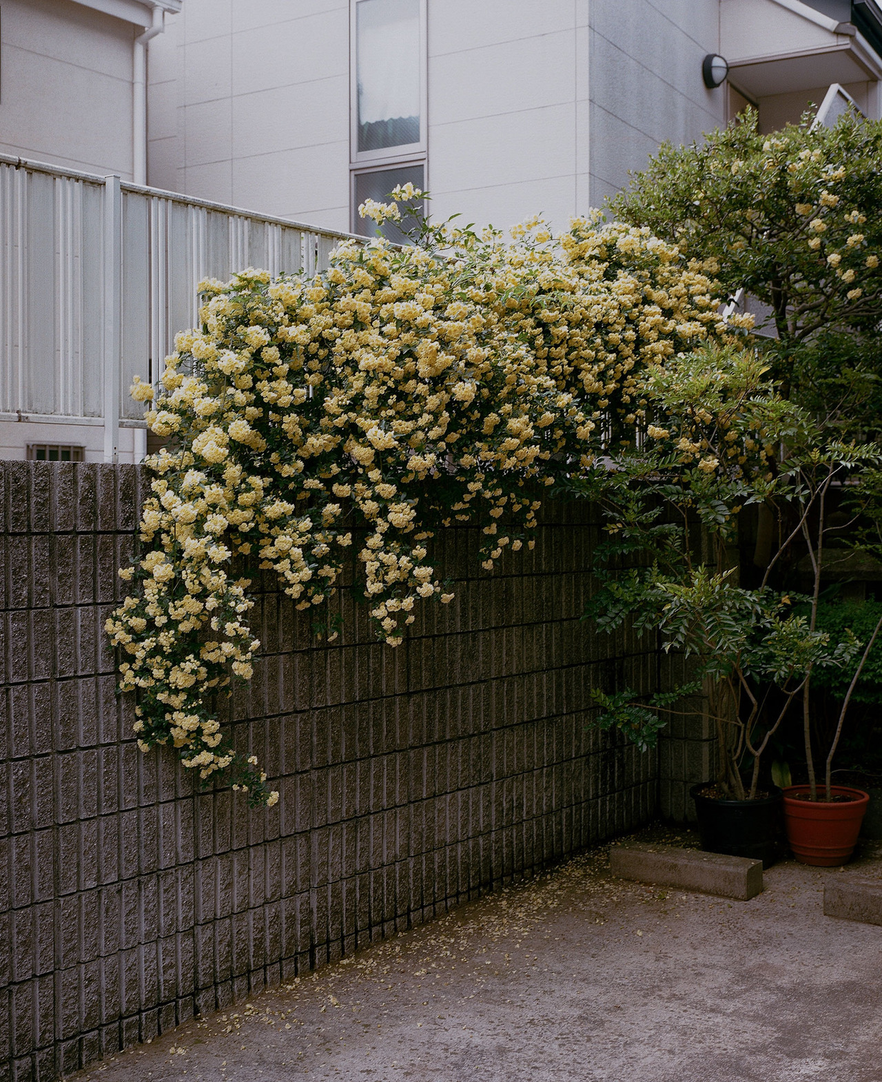 Archillect ID 229236