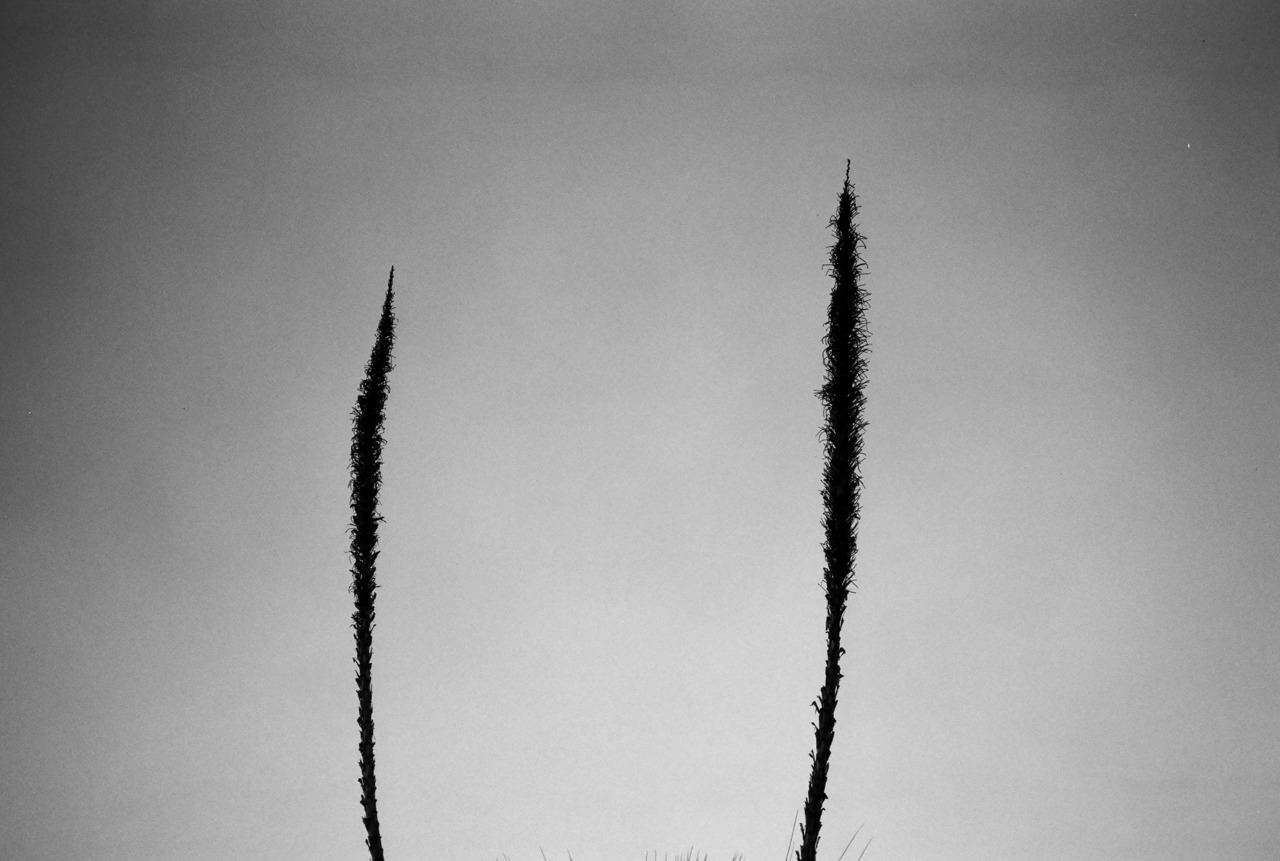 Archillect ID 230236