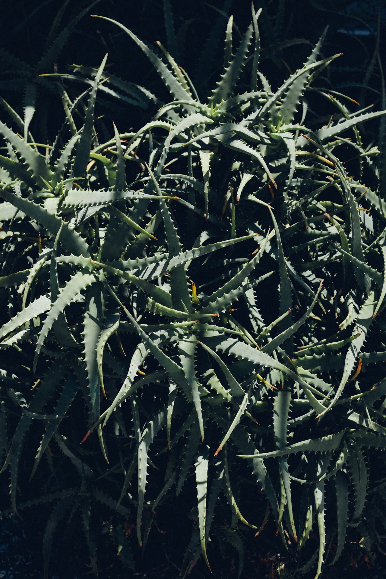 Archillect ID 230327