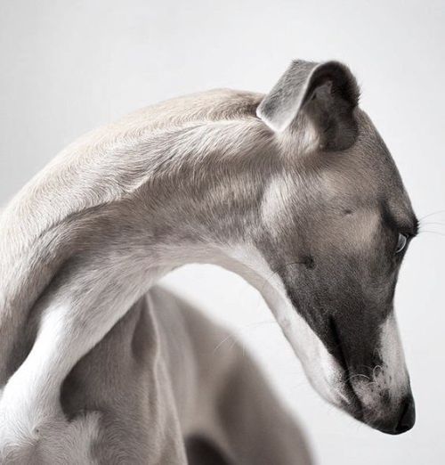 Archillect ID 231097