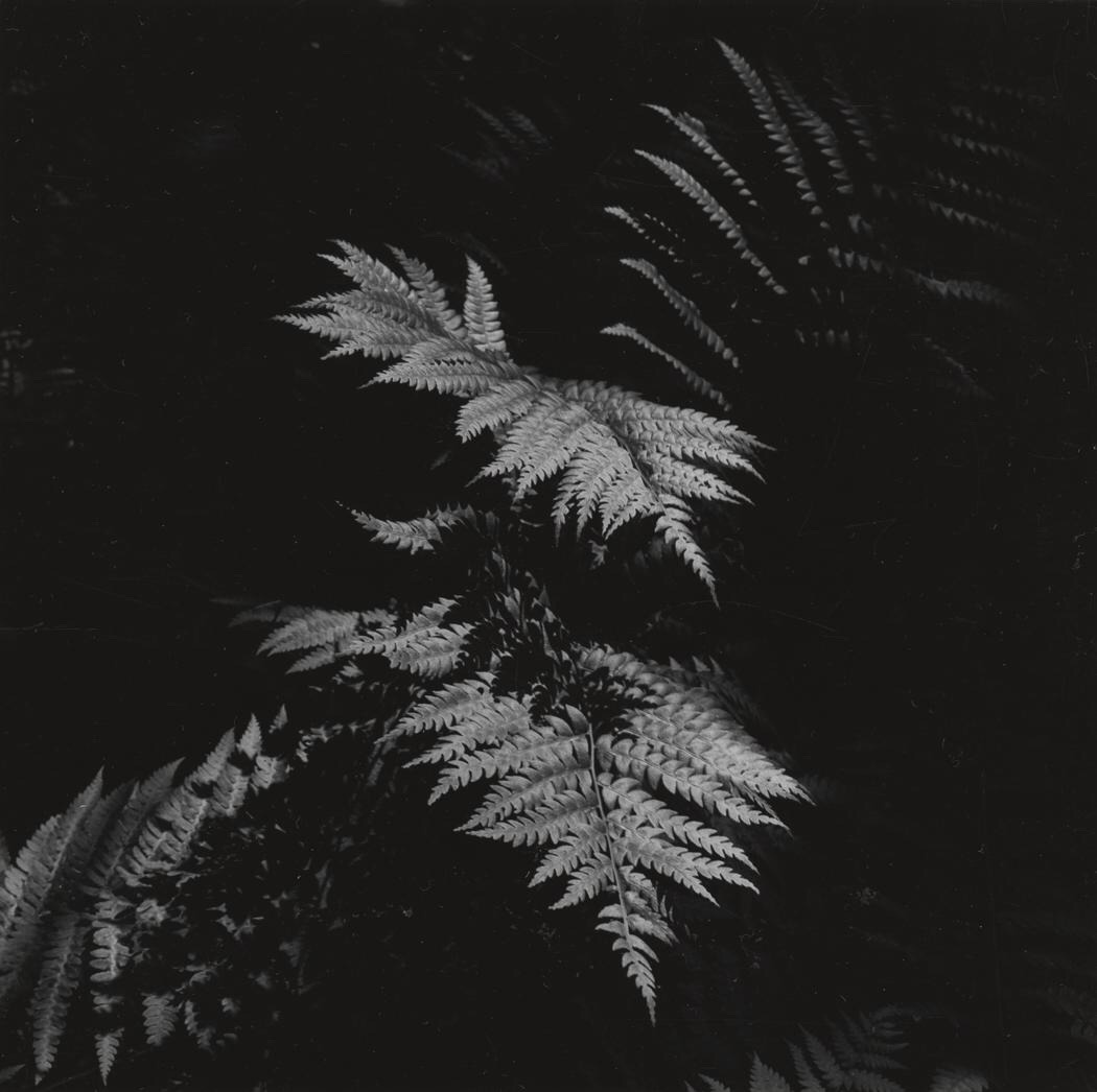 Archillect ID 231242