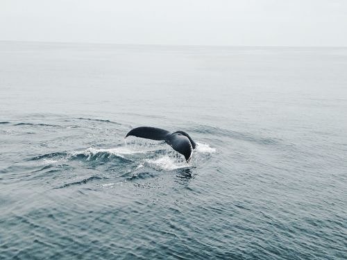 Archillect ID 232816