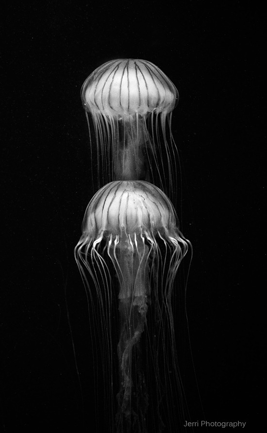 Archillect ID 235436
