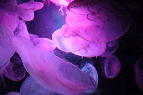 Archillect ID 235771