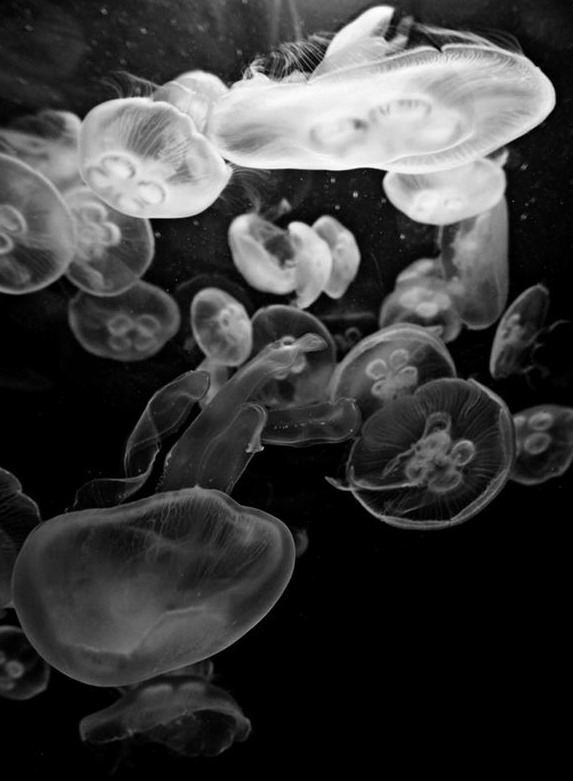 Archillect ID 237212