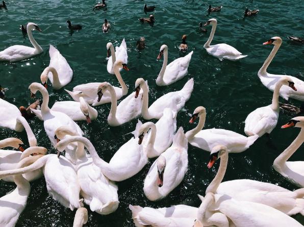 Archillect ID 237250