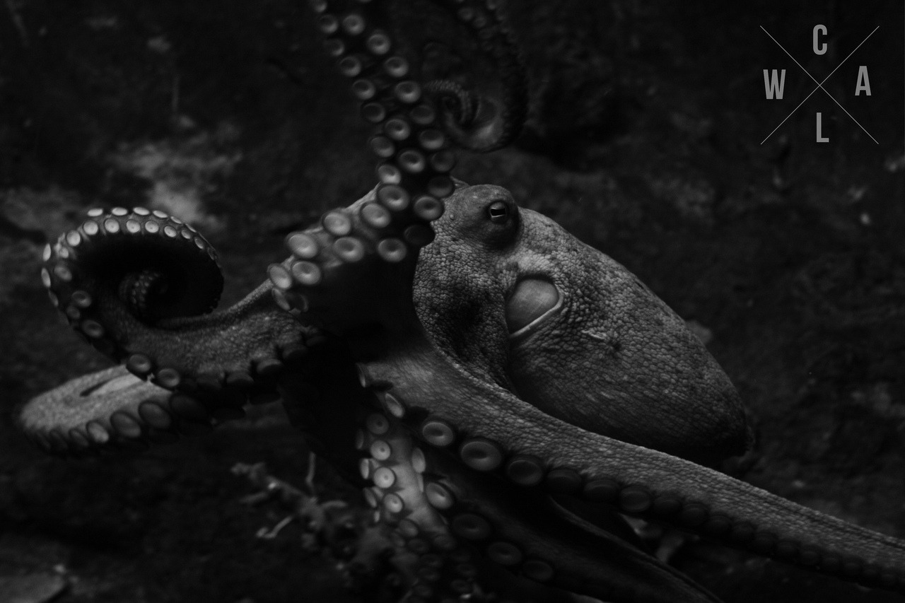 Archillect ID 239860