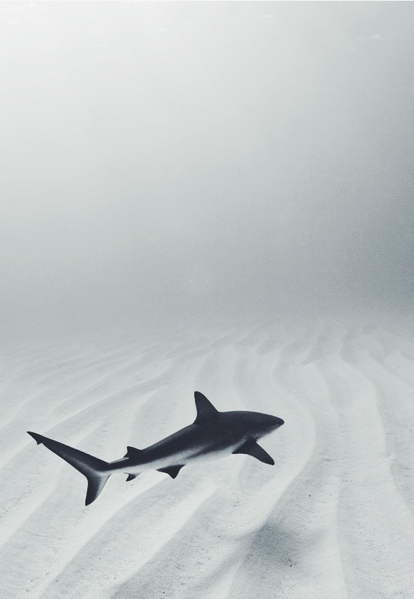 Archillect ID 240230