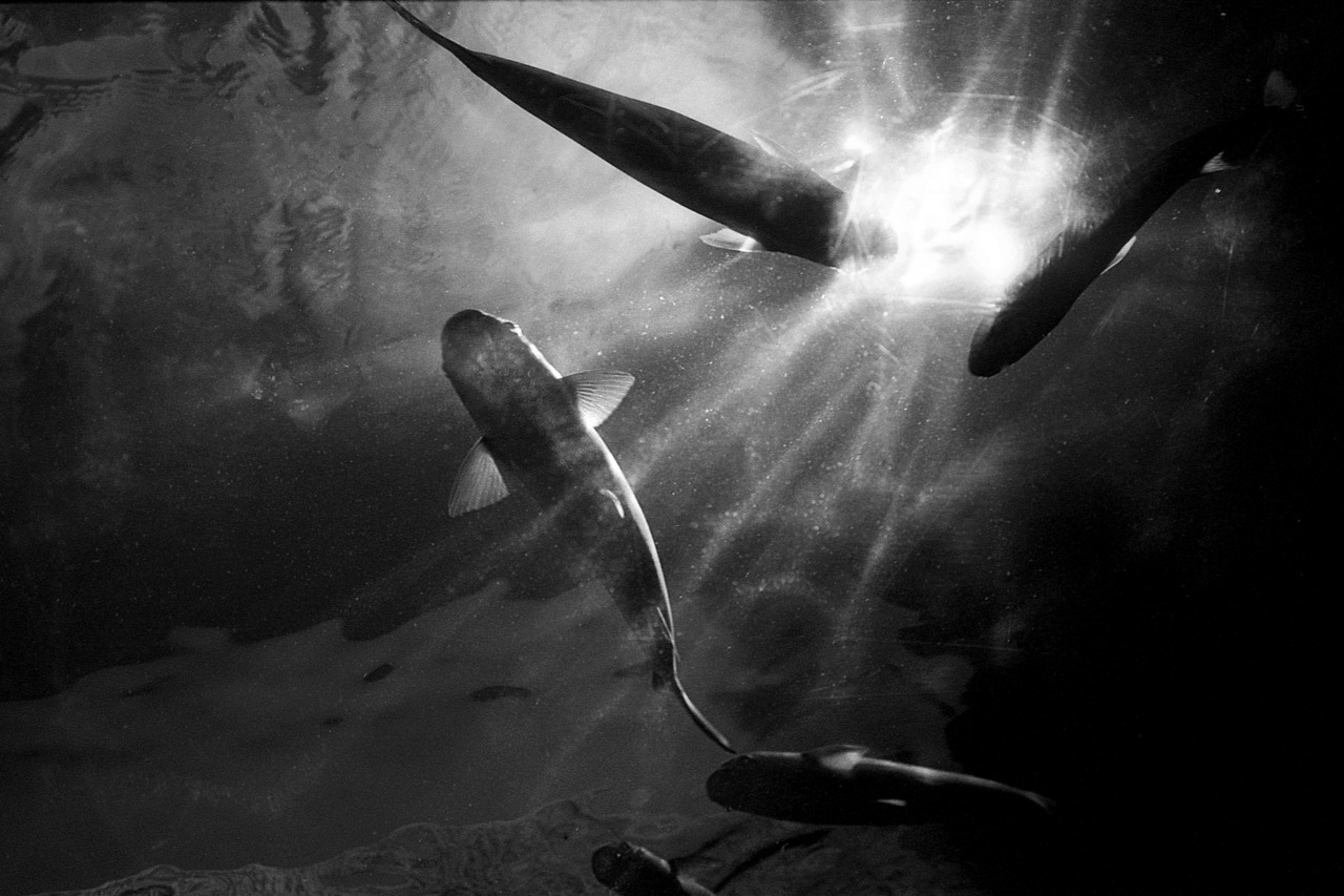 Archillect ID 242573
