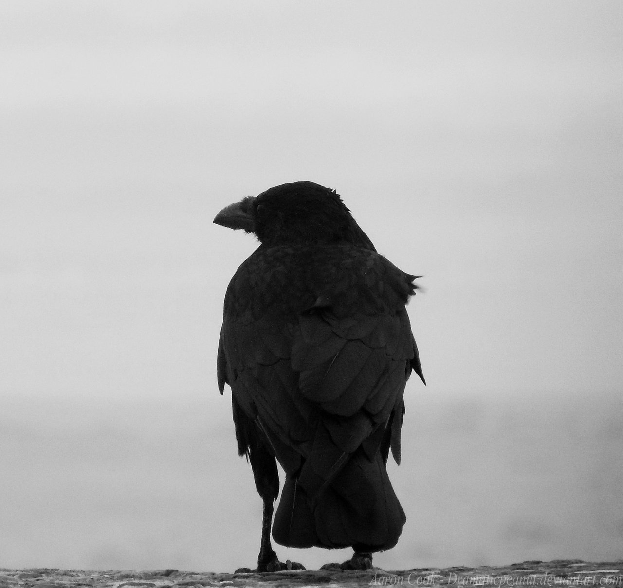 Archillect ID 242893