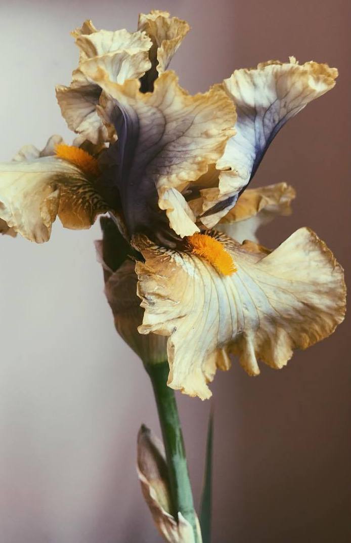 Archillect ID 243436