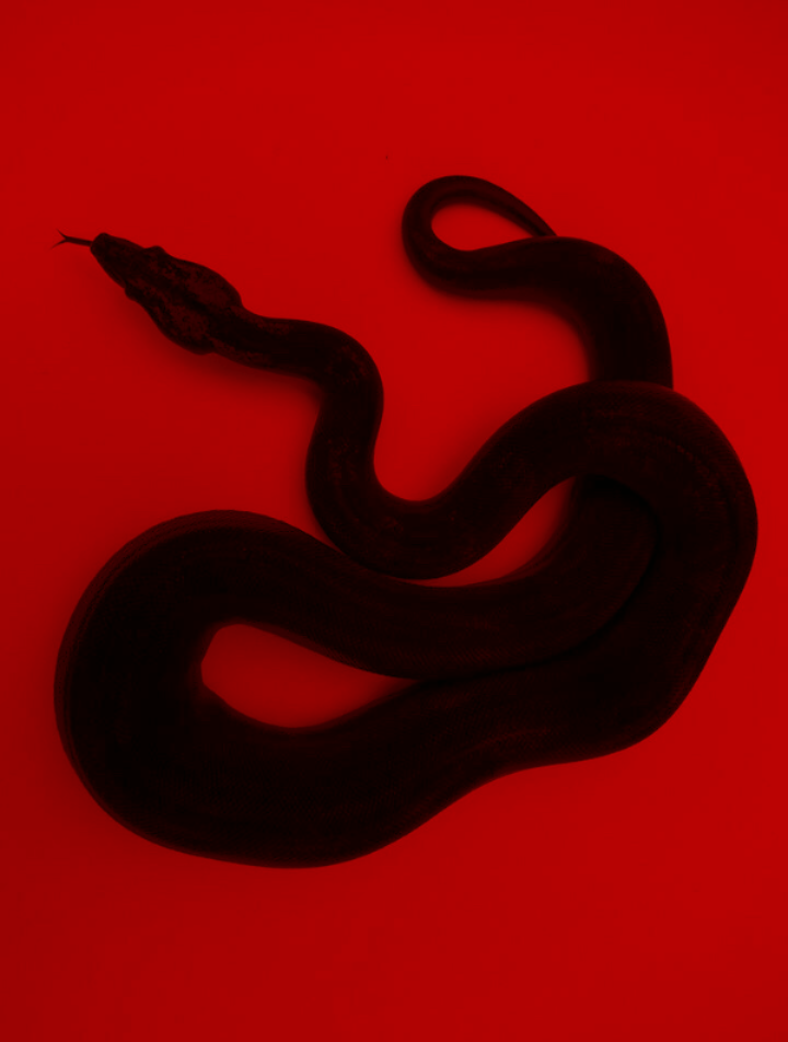 Archillect ID 244724