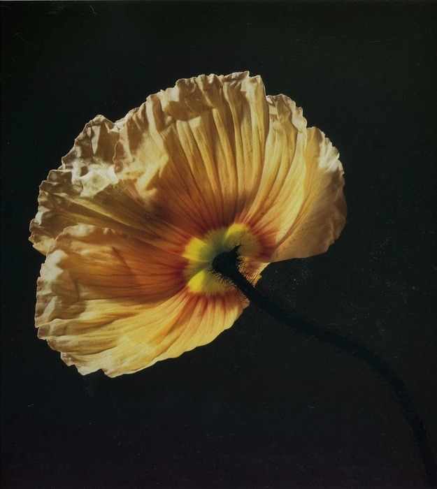 Archillect ID 245227
