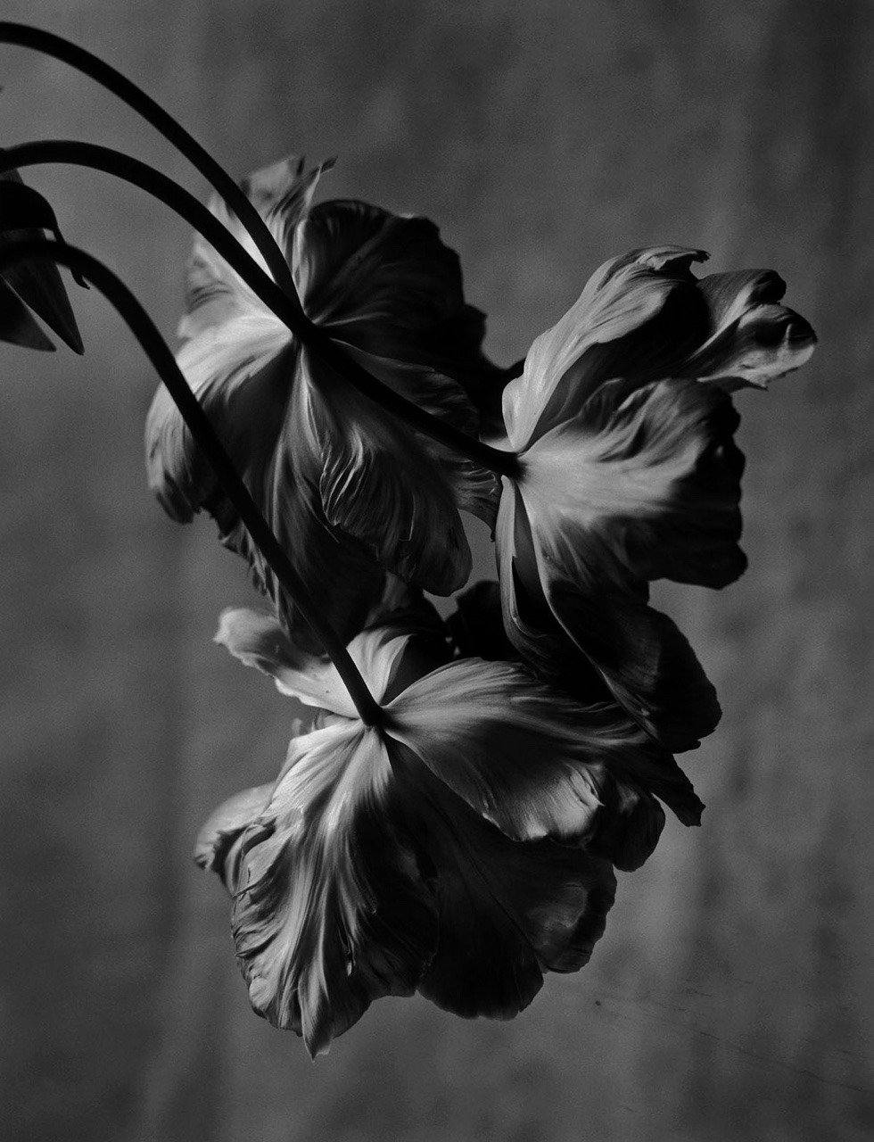 Archillect ID 247442
