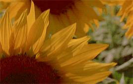Archillect ID 252153