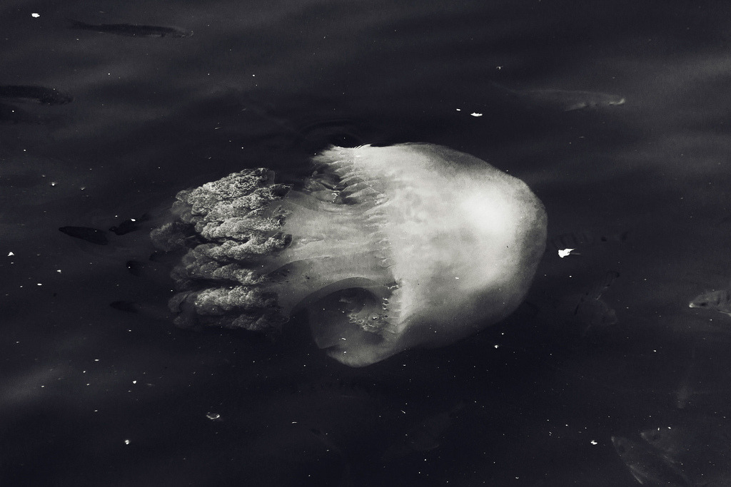 Archillect ID 253541
