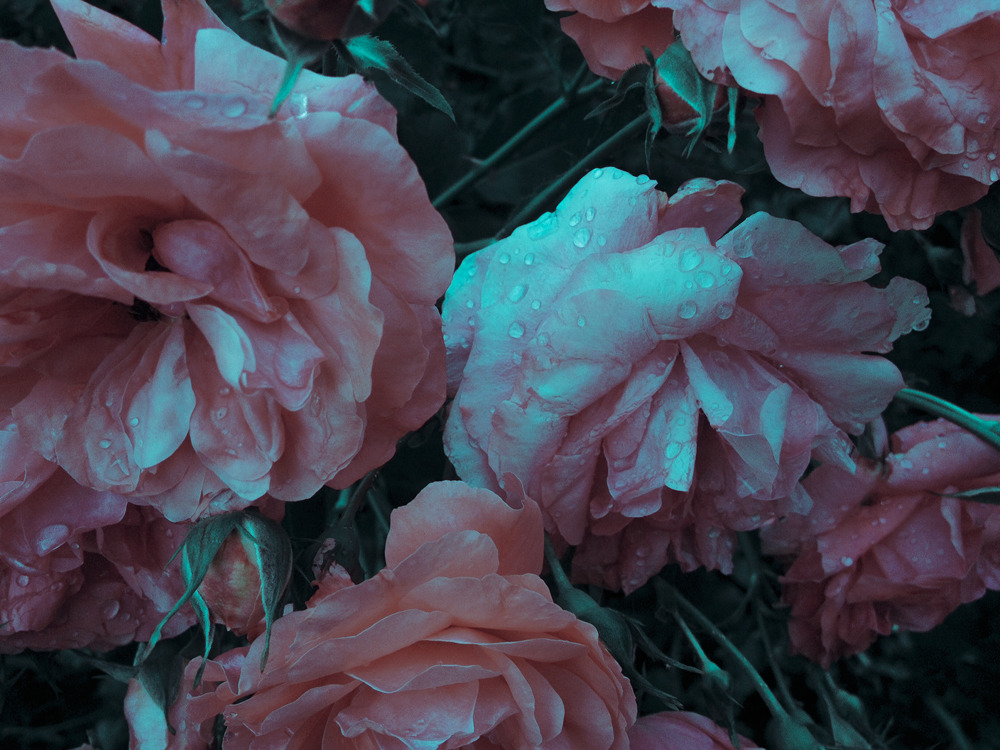 Archillect ID 258727