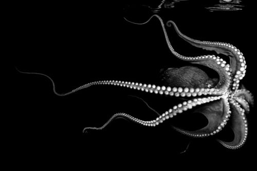 Archillect ID 270721